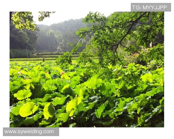深度对话：刘静如何在足球世界中追寻梦想与成长